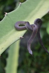 Atractus wagleri