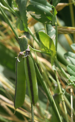 Pisum sativum elatius