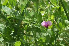 Pisum sativum elatius