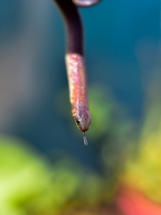 Atractus wagleri