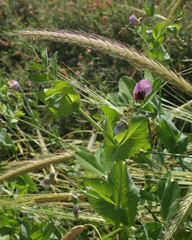 Pisum sativum elatius