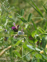 Pisum sativum elatius