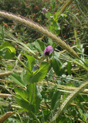 Pisum sativum elatius