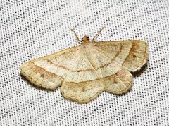 Isturgia catalaunaria