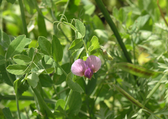 Pisum sativum elatius