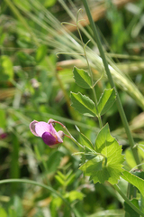 Pisum sativum elatius