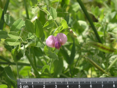 Pisum sativum elatius