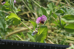 Pisum sativum elatius