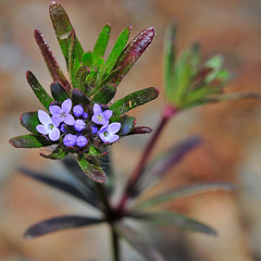 Asperula arvensis