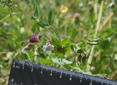 Pisum sativum elatius