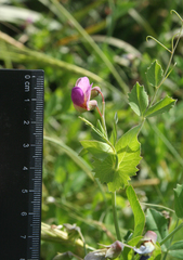 Pisum sativum elatius