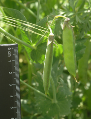 Pisum sativum elatius