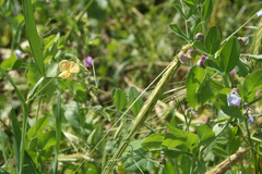 Pisum sativum elatius