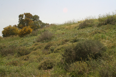 Pisum sativum elatius