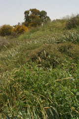 Pisum sativum elatius