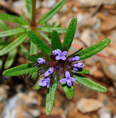 Asperula arvensis
