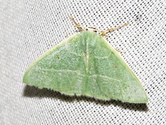 Neromia rubripunctilla