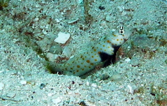 Amblyeleotris guttata