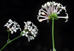 Asperula hirsuta