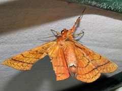 Hypopyra capensis