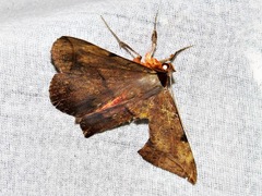 Hypopyra capensis