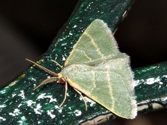 Microloxia ruficornis