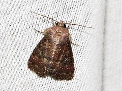 Condica capensis