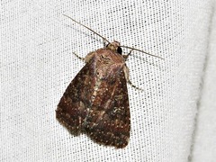 Condica capensis