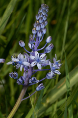 Scilla litardierei