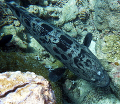 Epinephelus tukula
