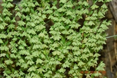 Callipeltis cucullaris