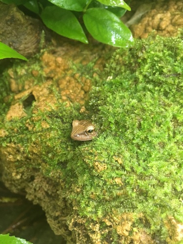 Common Coqui photographed in Pennsylvania