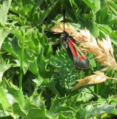 Zygaena sarpedon