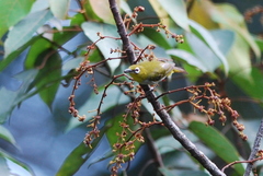 Zosterops auriventer