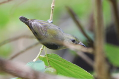 Dicaeum trigonostigma