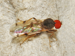 Syneches simplex