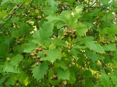 Crataegus nigra