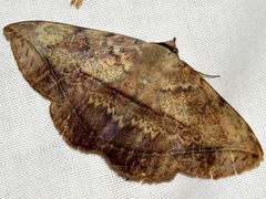 Hypopyra capensis