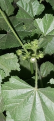 Malva parviflora