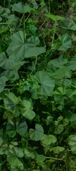 Malva parviflora