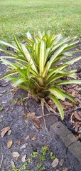 Bromeliaceae