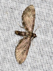Eupithecia infelix