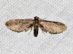 Eupithecia infelix