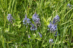 Scilla litardierei