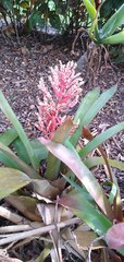 Bromeliaceae