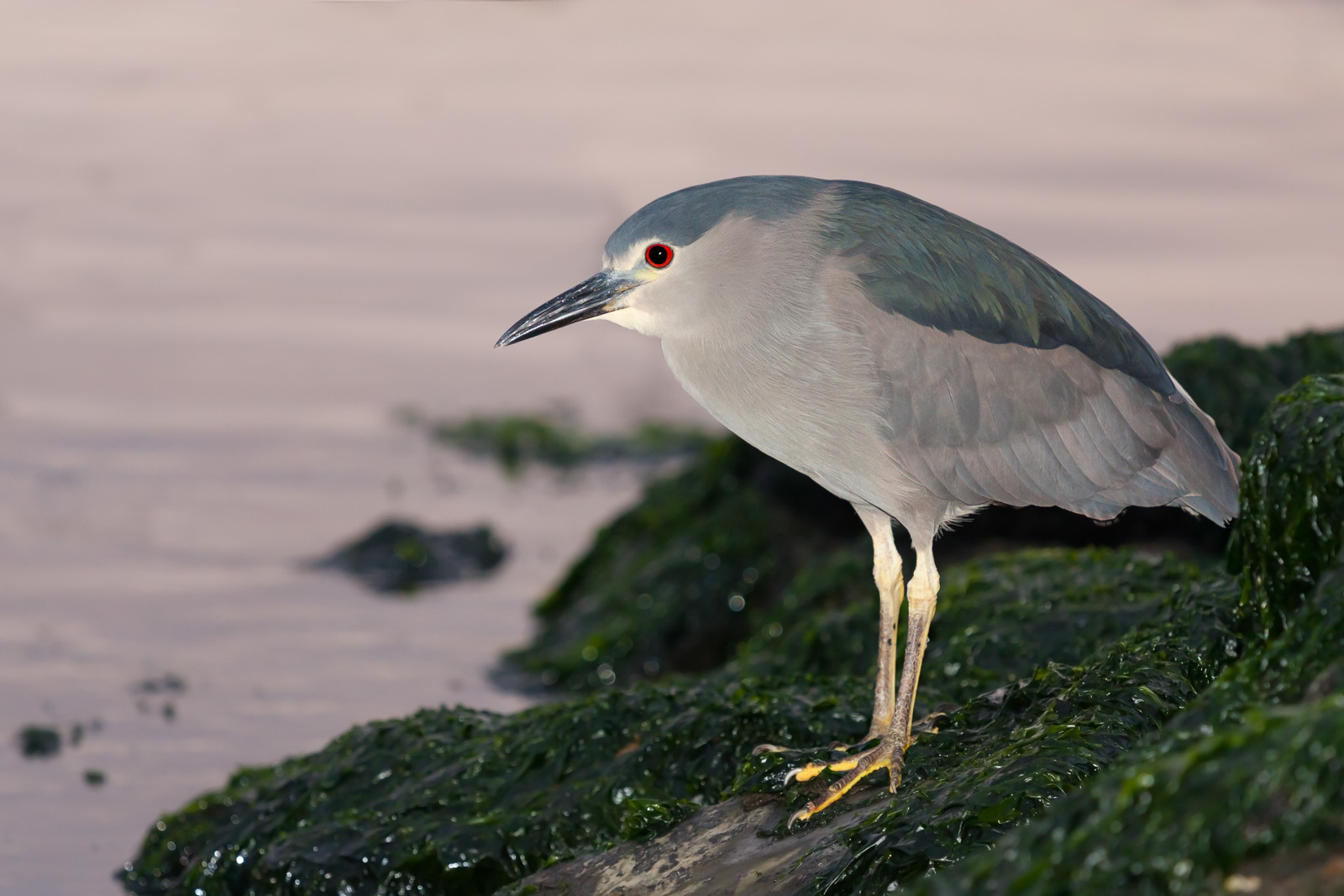 メーカー直売所 Dusky Nycticorax (Subspecies Heron Night Black-crowned フライマテリアル