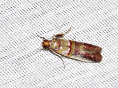 Hypargyria metalliferella