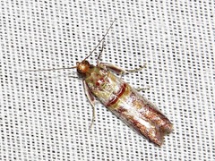 Hypargyria metalliferella