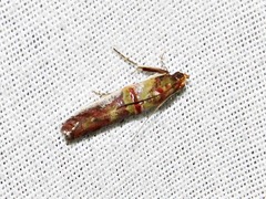 Hypargyria metalliferella