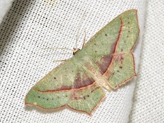 Traminda vividaria